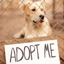 Adopt a street or shelter animal