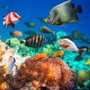 Help protect the oceanic life