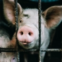 Help reduce factory farming