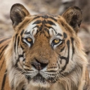 Protect wild tigers from poachers