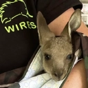 Support the rescuing of injured wildlife animals