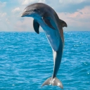 Help save the dolphins