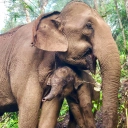 Protecting the African Elephants from Extinction