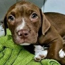 Rescue, rehab and re-home African street dogs