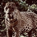 Preserve the Amazon to protect jaguars & wildlife