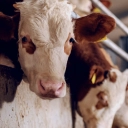 Donate to The Humane Society to reduce animal farm suffering