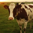 Help WAP reduce unethical farming practices