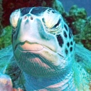 Save sea turtles in Curacao